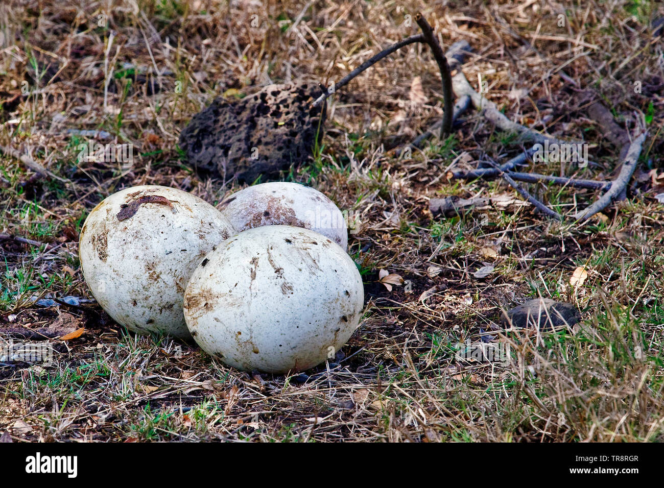 Uova di struzzo - Struthio camelus Foto Stock