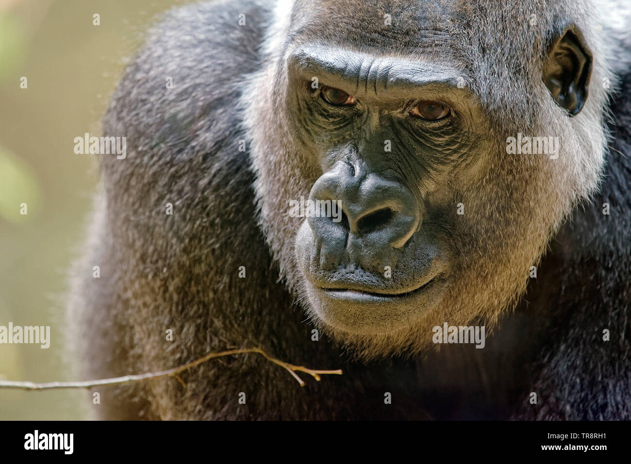Western pianura gorilla - gorilla Gorilla Foto Stock