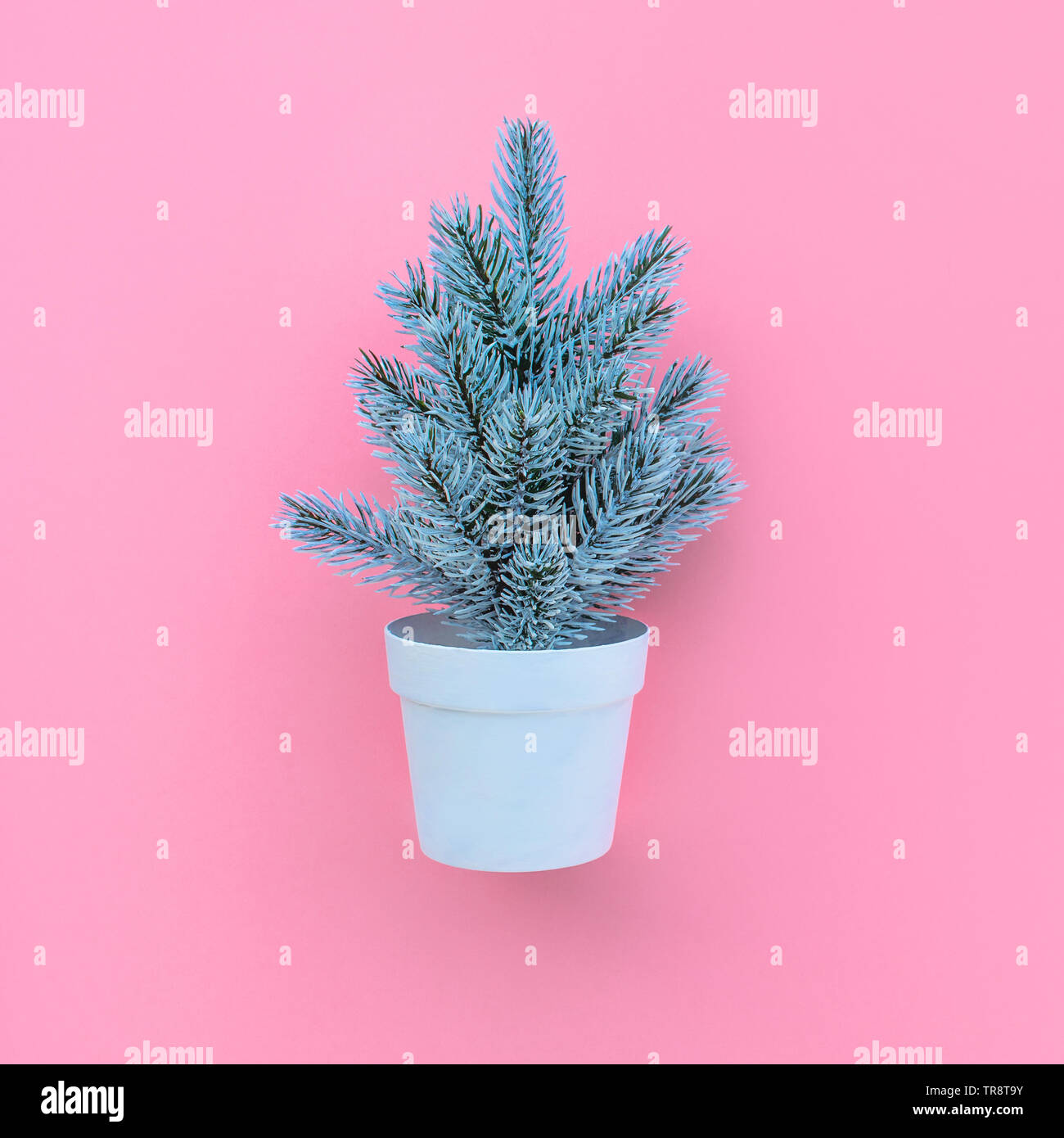 Carino pino in pentola su sfondo rosa.Buon Natale e concetti d'inverno idee.Stile minimal Foto Stock