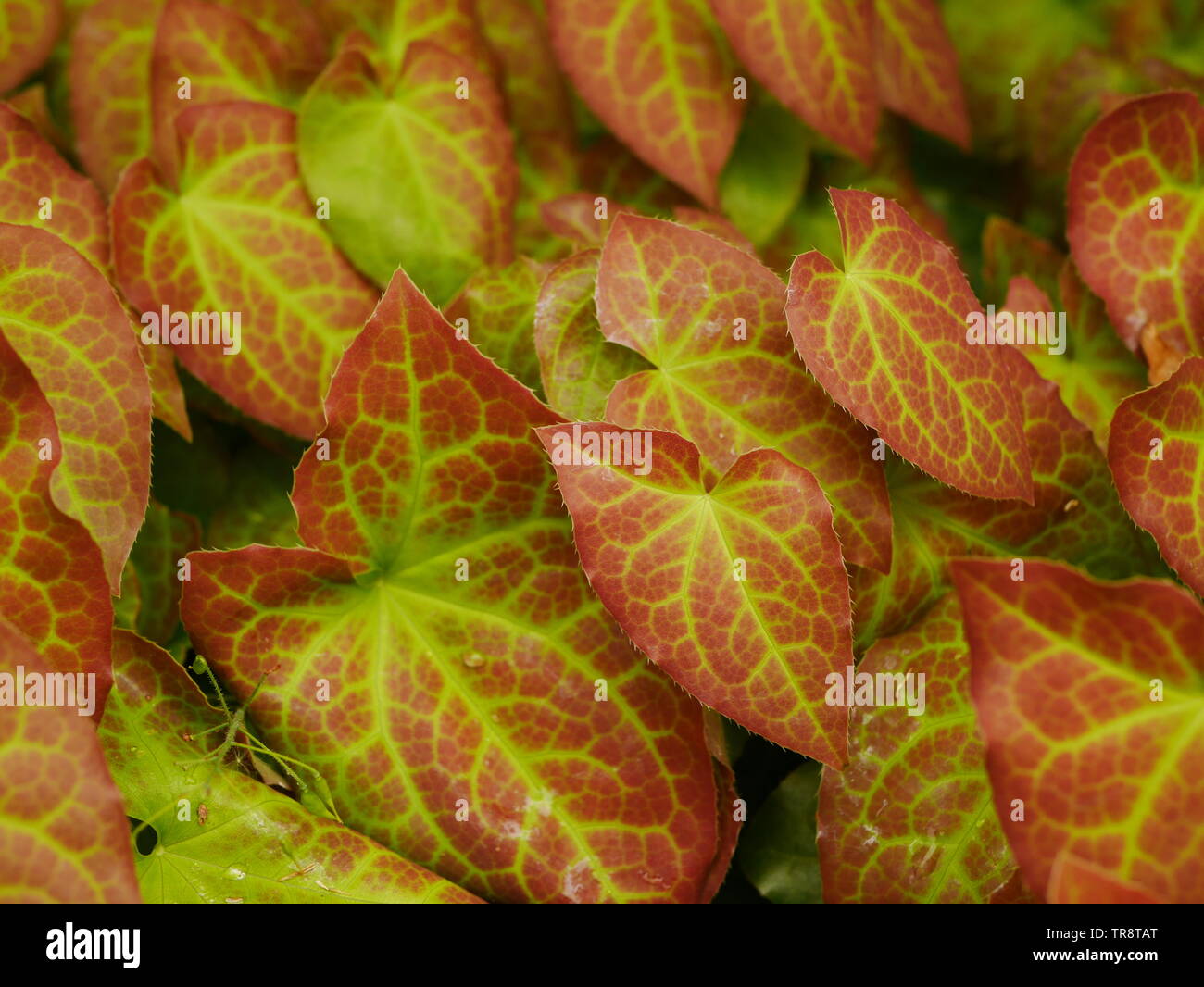 Close up di verde e rosso variegato foglie epimedium Foto Stock