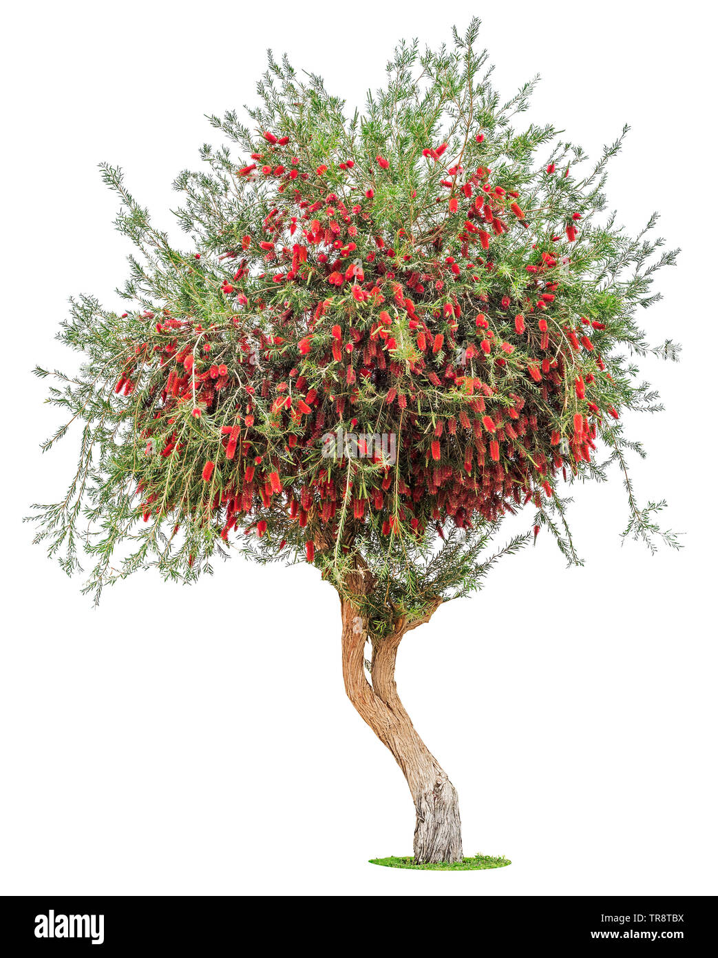 Tropical acacia con colore rosso brillante soffici fiori isolati su sfondo bianco Foto Stock
