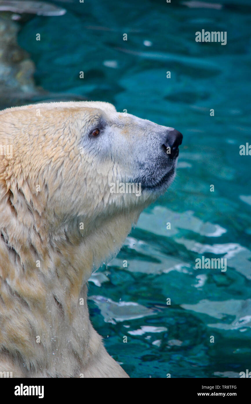 Un orso polare giocare in acqua Foto Stock