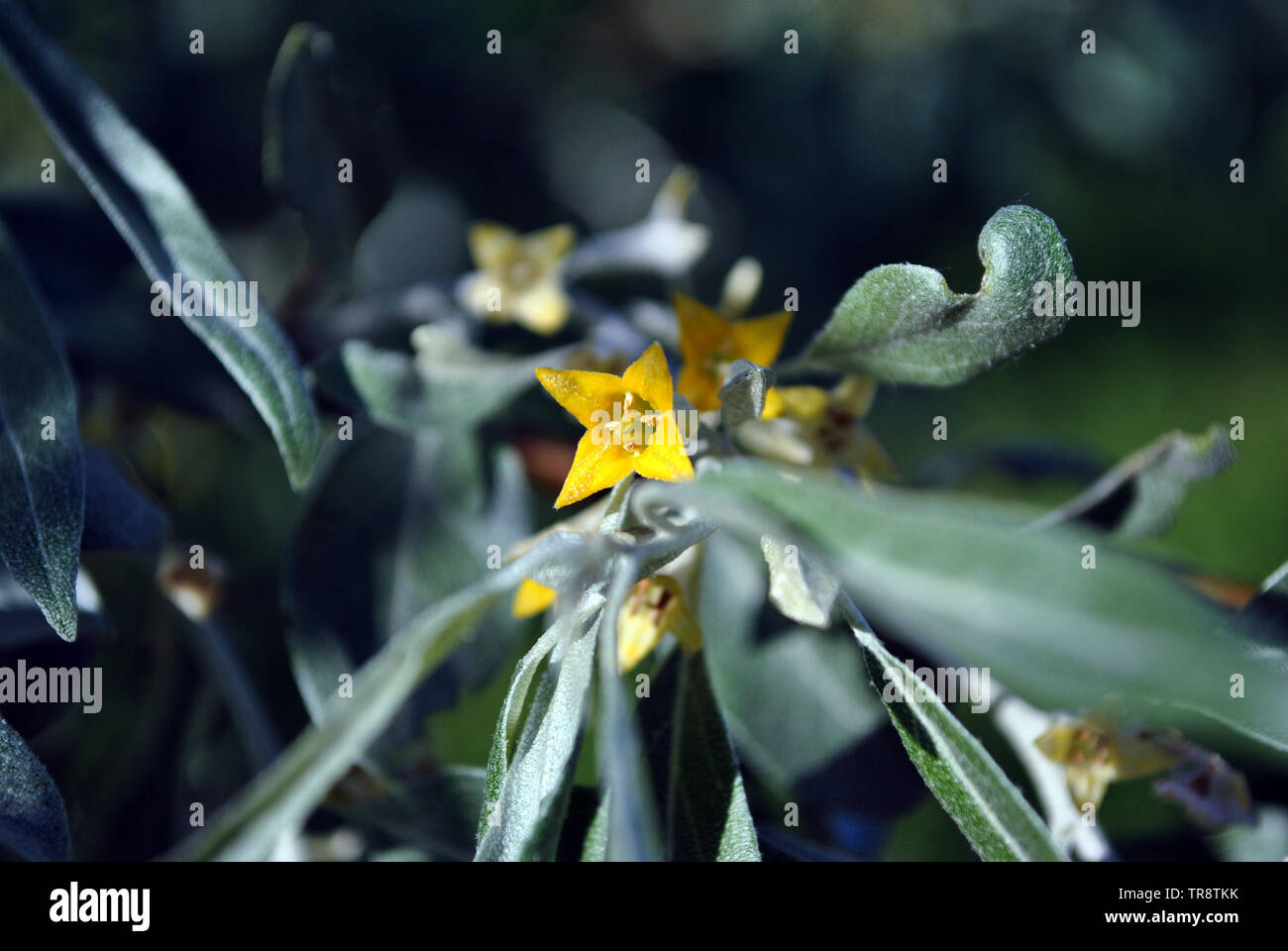 Elaeagnus angustifolia, comunemente chiamato Oliva Russo, argento berry, olivastro, persiano oliva o rami dell'ulivo selvatico con fiori di colore giallo e verde-blu Foto Stock