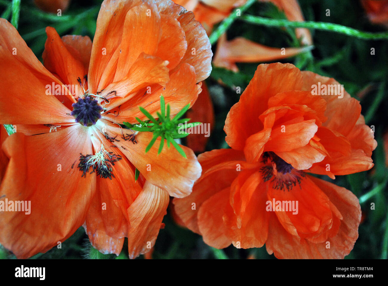 Blooming rosso corallo di papaveri, close-up dettaglio, soft sfocata erba verde sullo sfondo Foto Stock