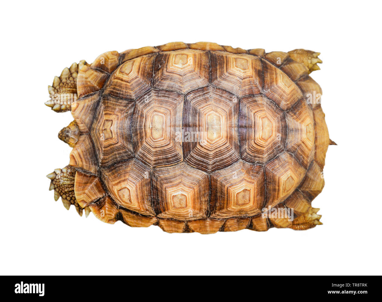Armatura isolata di tartaruga / GUSCIO DI TARTARUGA pattern bella isolati su sfondo bianco - vista superiore Foto Stock