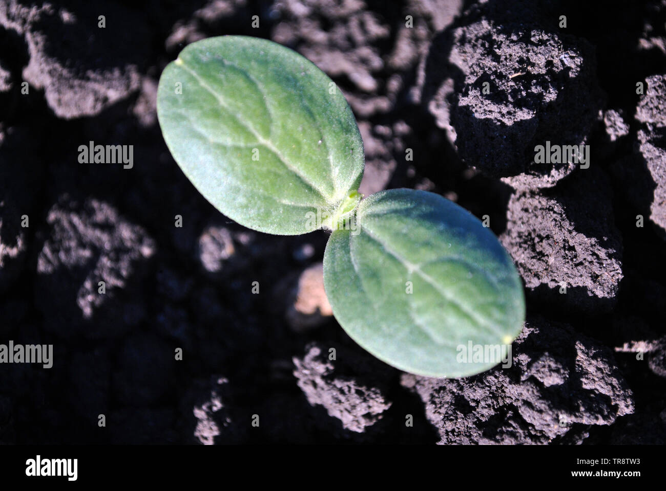 Anguria di coltivazione di piante in terra nera, agricoltura biologica, close up prima di foglie arrotondate, vista dall'alto Foto Stock
