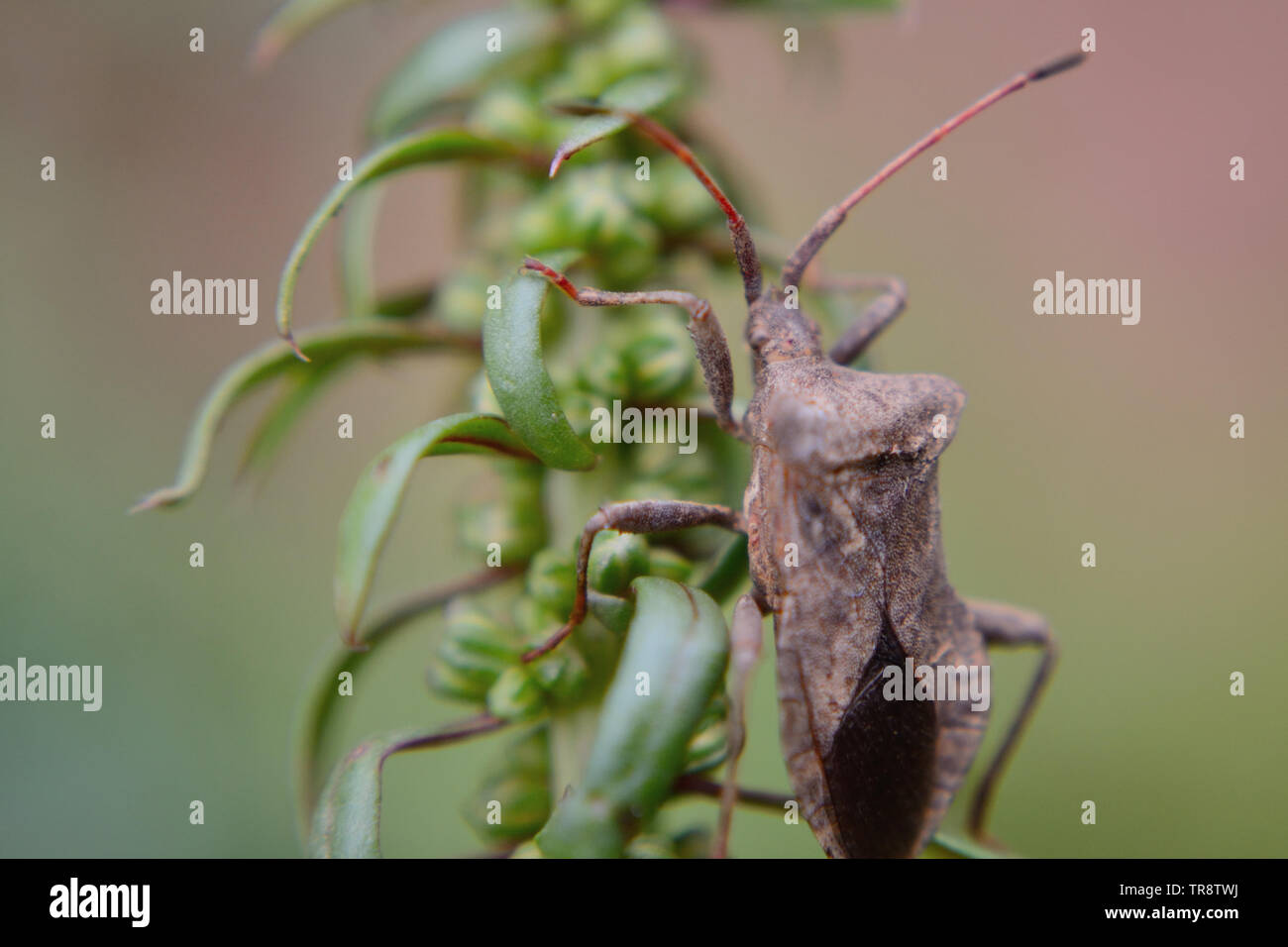 Foglia-footed bug, Piezogaster calcarator Foto Stock