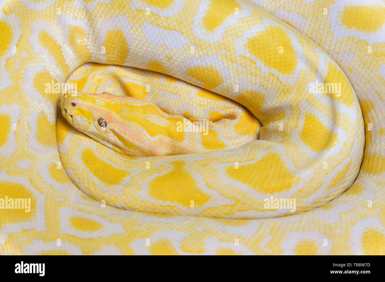 Oro giallo python snake giacente sullo sfondo texture / Albino Burmese python Foto Stock