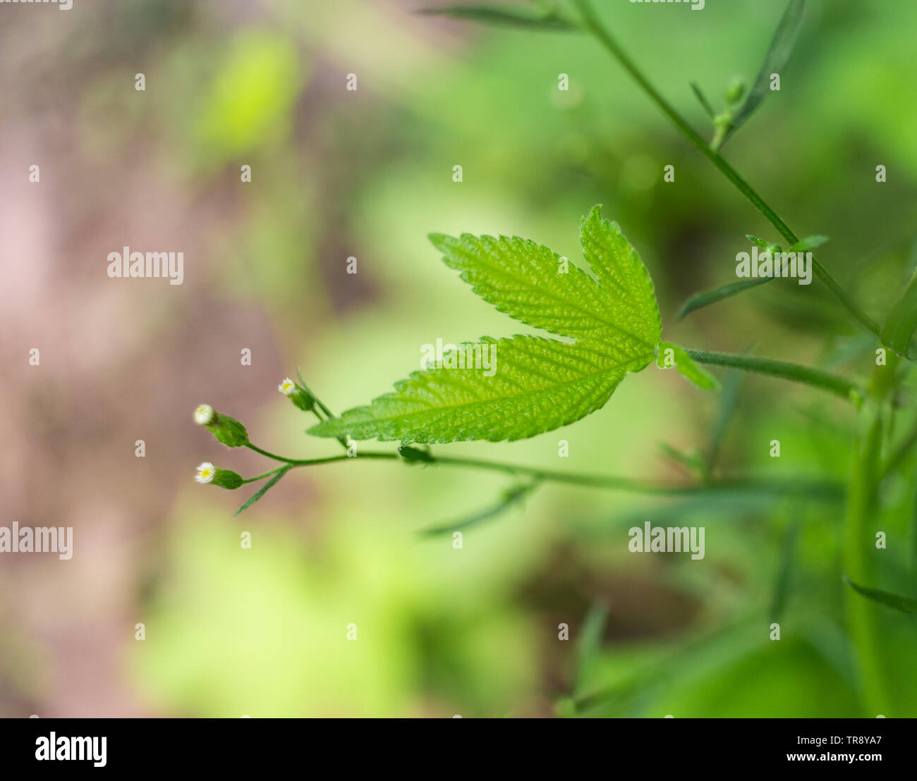 Close-up di verde natura -- ESTATE 2017: verde nella campagna, natura attrazioni.Close-up di impianto rami e foglie。 Foto Stock