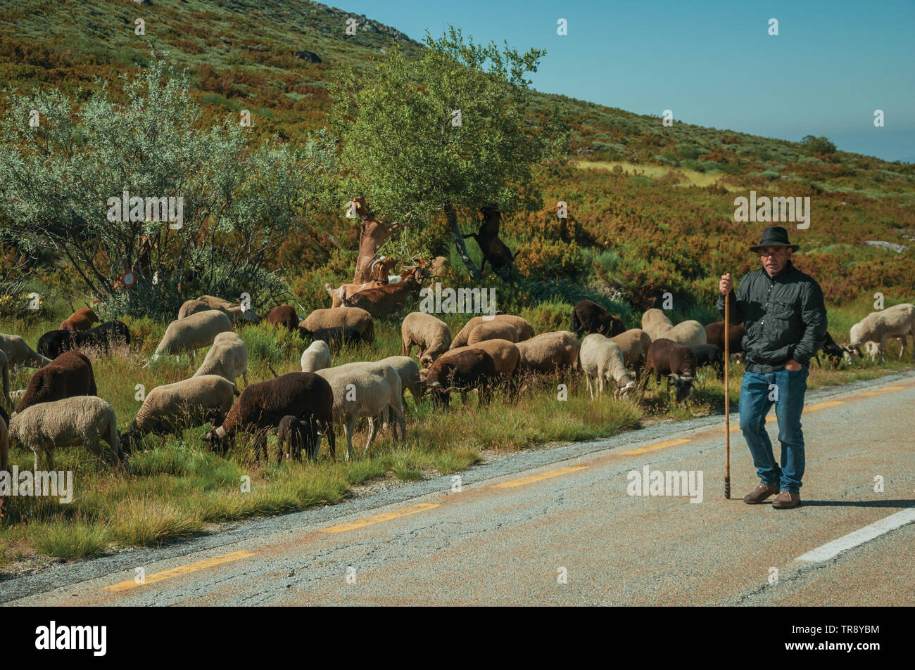 Pastore con il gregge di capre pascolano accanto alla strada, presso la Serra da Estrela ridge. La catena montuosa più alta nella parte continentale del Portogallo. Foto Stock