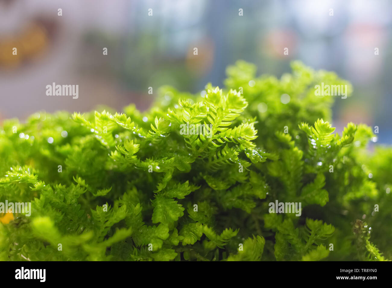 Un primo piano di un fern.in l'estate calda. Il verde avrà una sensazione di freddo. Felci verdi.primo piano chiaro di foglia e struttura di ramo Foto Stock