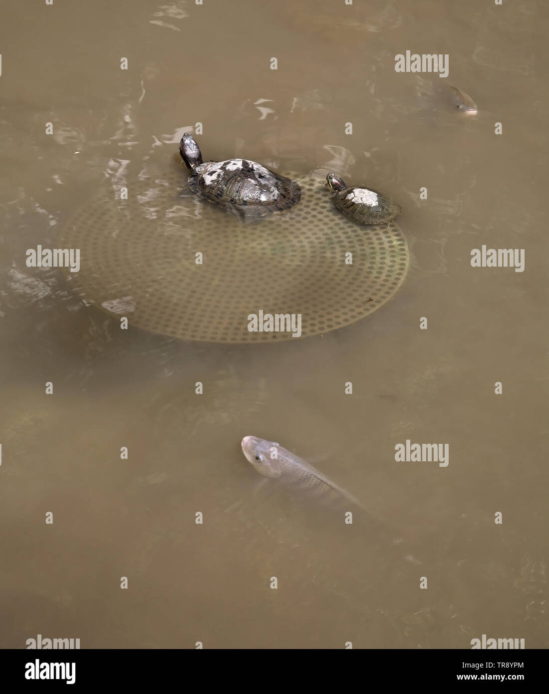 Parco di università di Hong Kong. Cina Foto Stock