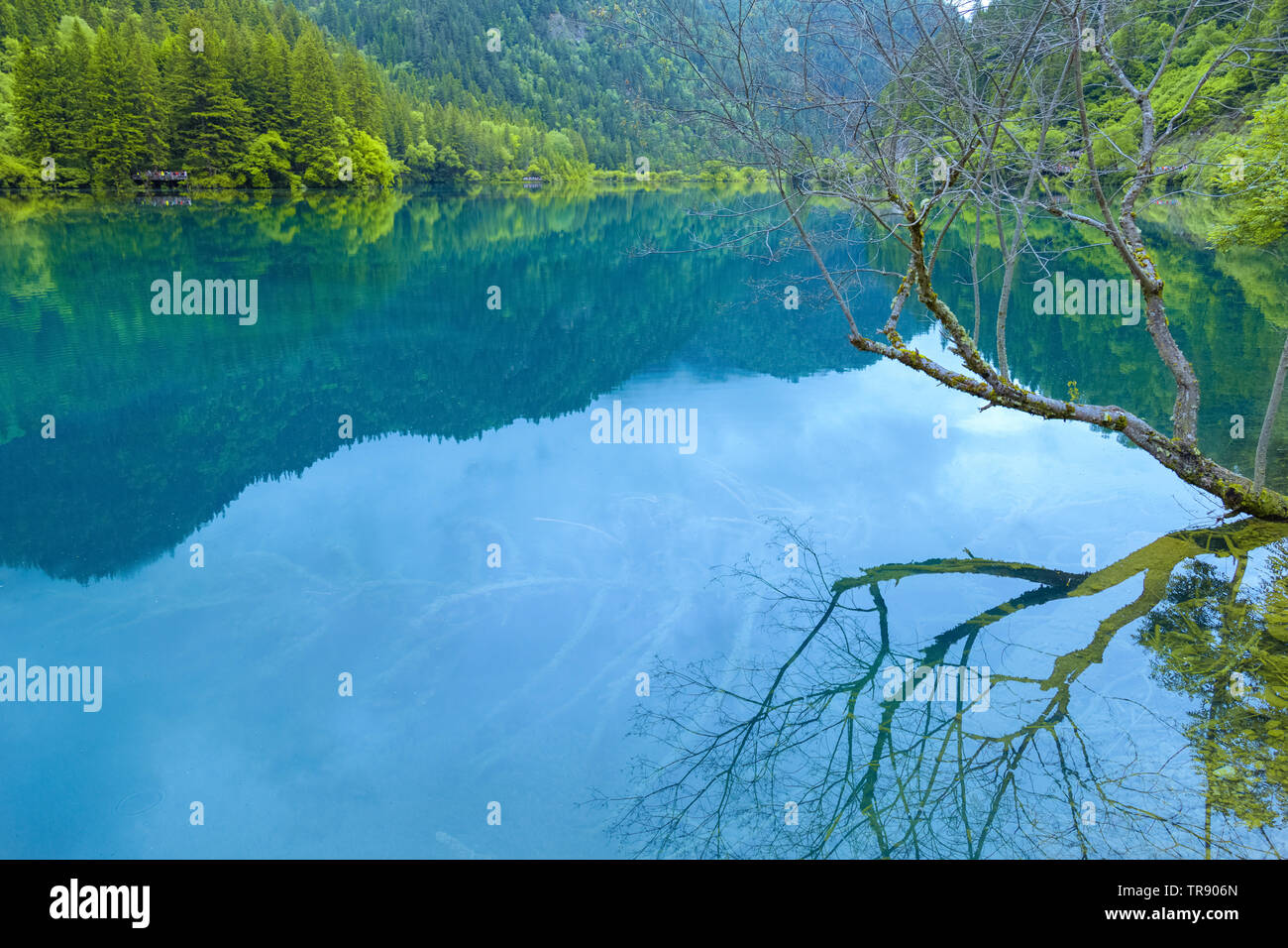 Laghi e rami secchi nelle montagne di Jiuzhaigou.un lago circondato da montagne riflette picchi e rami morti in Cina la Scenic Area. Foto Stock