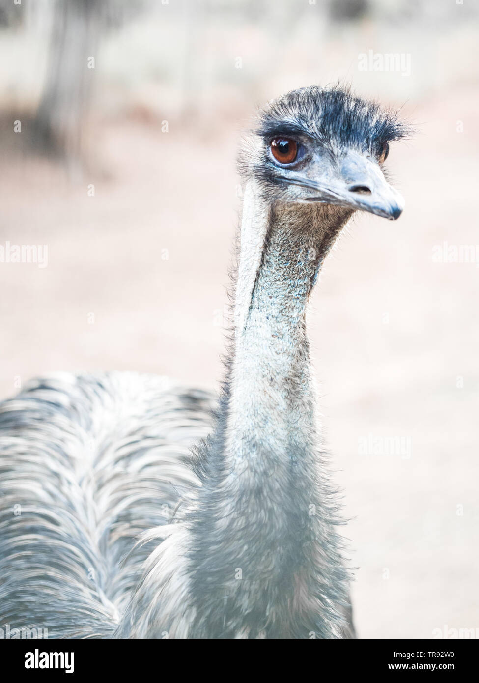 Emu (Dromaius novaehollandiae), il secondo più grande uccello vivo da altezza. Foto Stock