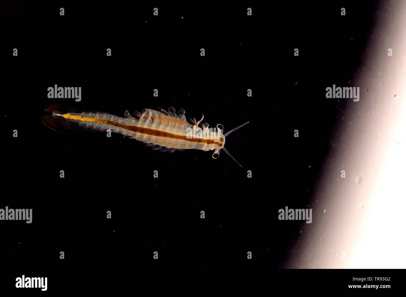 Fairy Gamberetti (Anostraca) Foto Stock