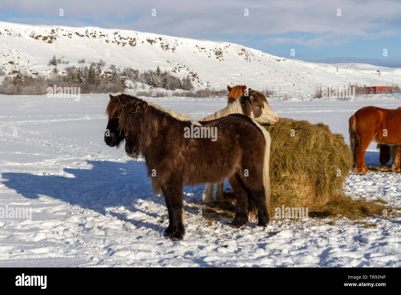 Cavalli islandesi alimentazione su paglia in un campo durante il periodo invernale in Islanda. Foto Stock