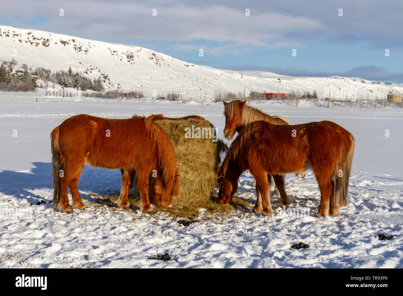 Cavalli islandesi alimentazione su paglia in un campo durante il periodo invernale in Islanda. Foto Stock