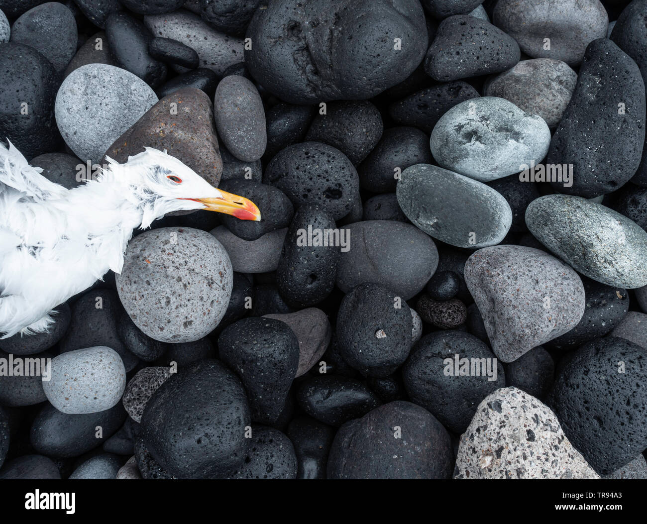 Gabbiano morto sulla spiaggia. Foto Stock