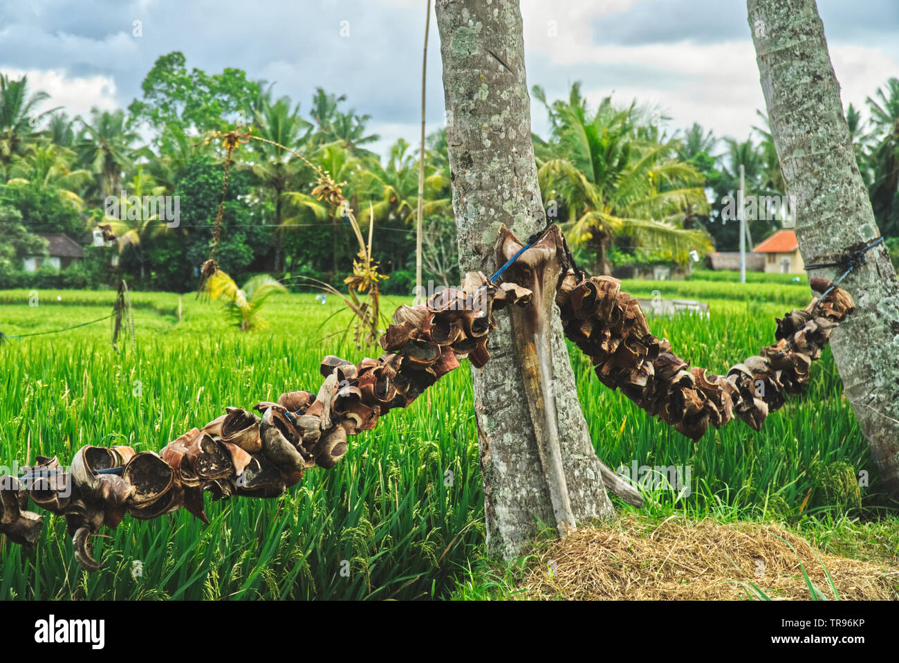 Gusci di noce di cocco essiccazione su una linea al sole vicino a campi di riso in Indonesia Foto Stock