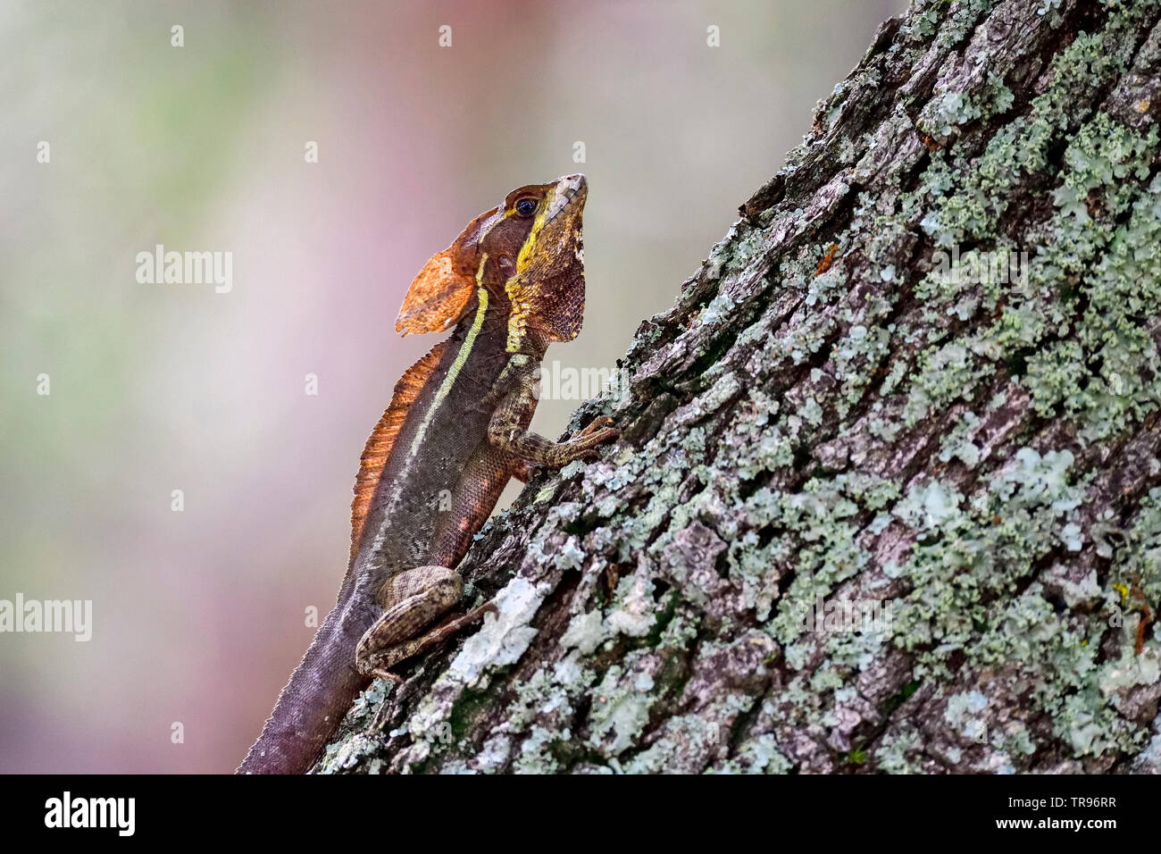 Brown Basilisk a.k.a Gesù Cristo lizard Foto Stock