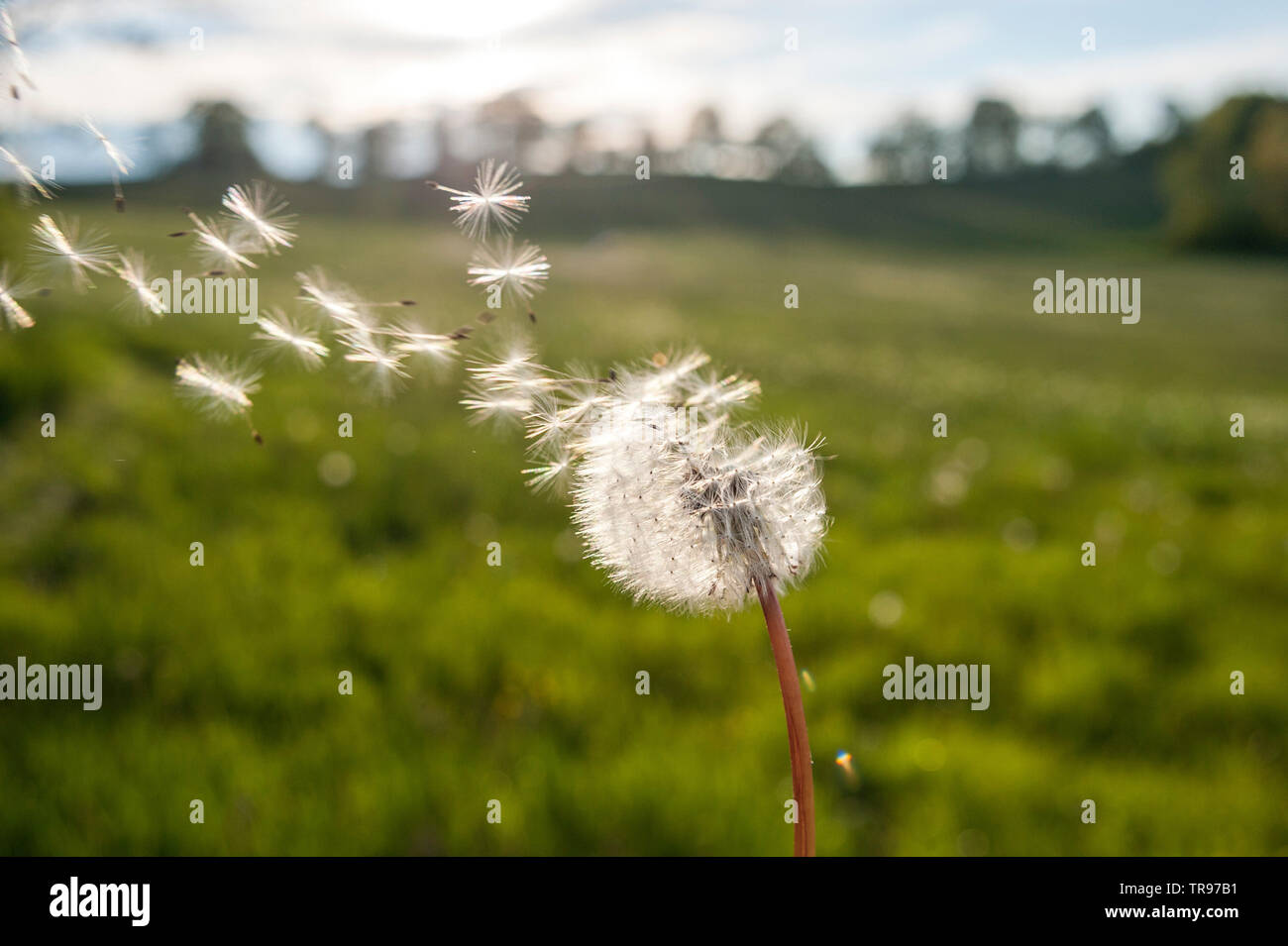 Tarassaco Blowball - Löwenzahn Pusteblume Foto Stock