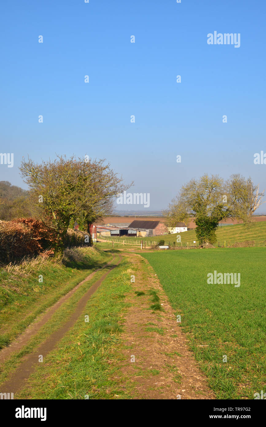 Re Down Farm vicino Badbury anelli Foto Stock