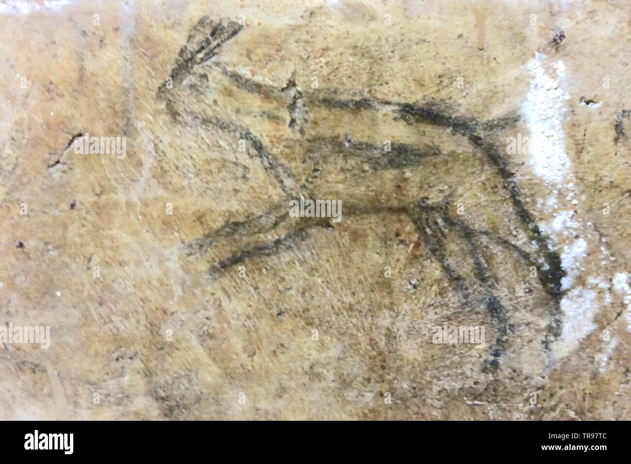 Roman graffiti (4a/5a cento) di una capra sulla parete di una camera nel santuario sotterraneo sotto la chiesa di San Salvatore di Sinis, in Sardegna Foto Stock