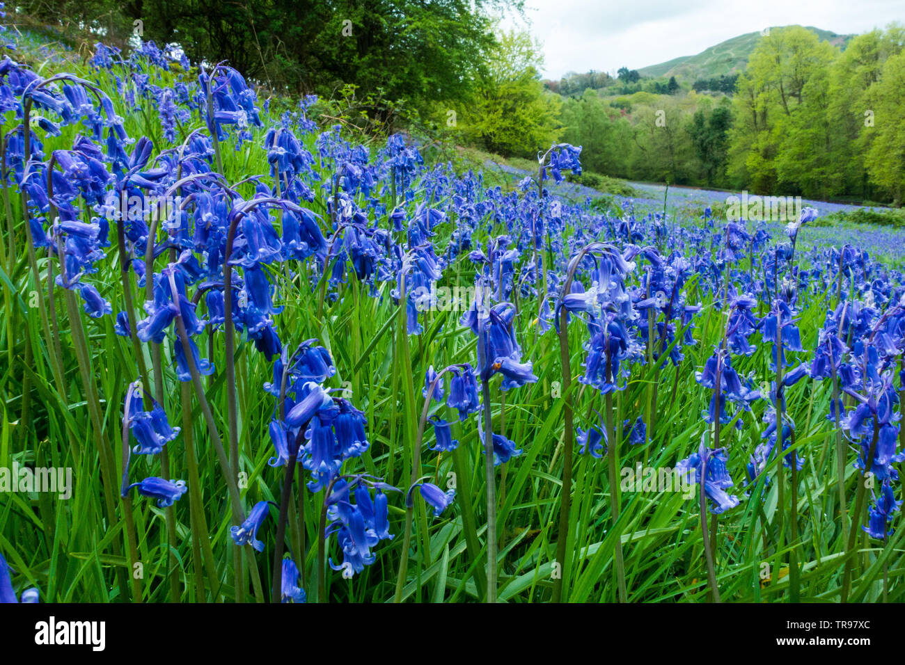 Bluebells su Malvern Hills in Worcestershire con British Camp (Herefordshire Beacon) in background Foto Stock