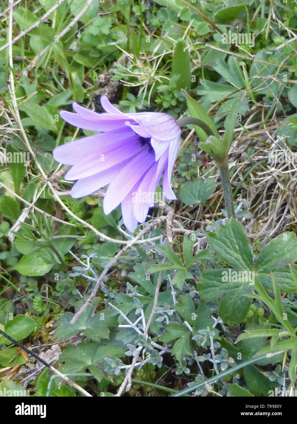 Viola chiaro Anemone Hortensis cresce in Sardegna Foto Stock
