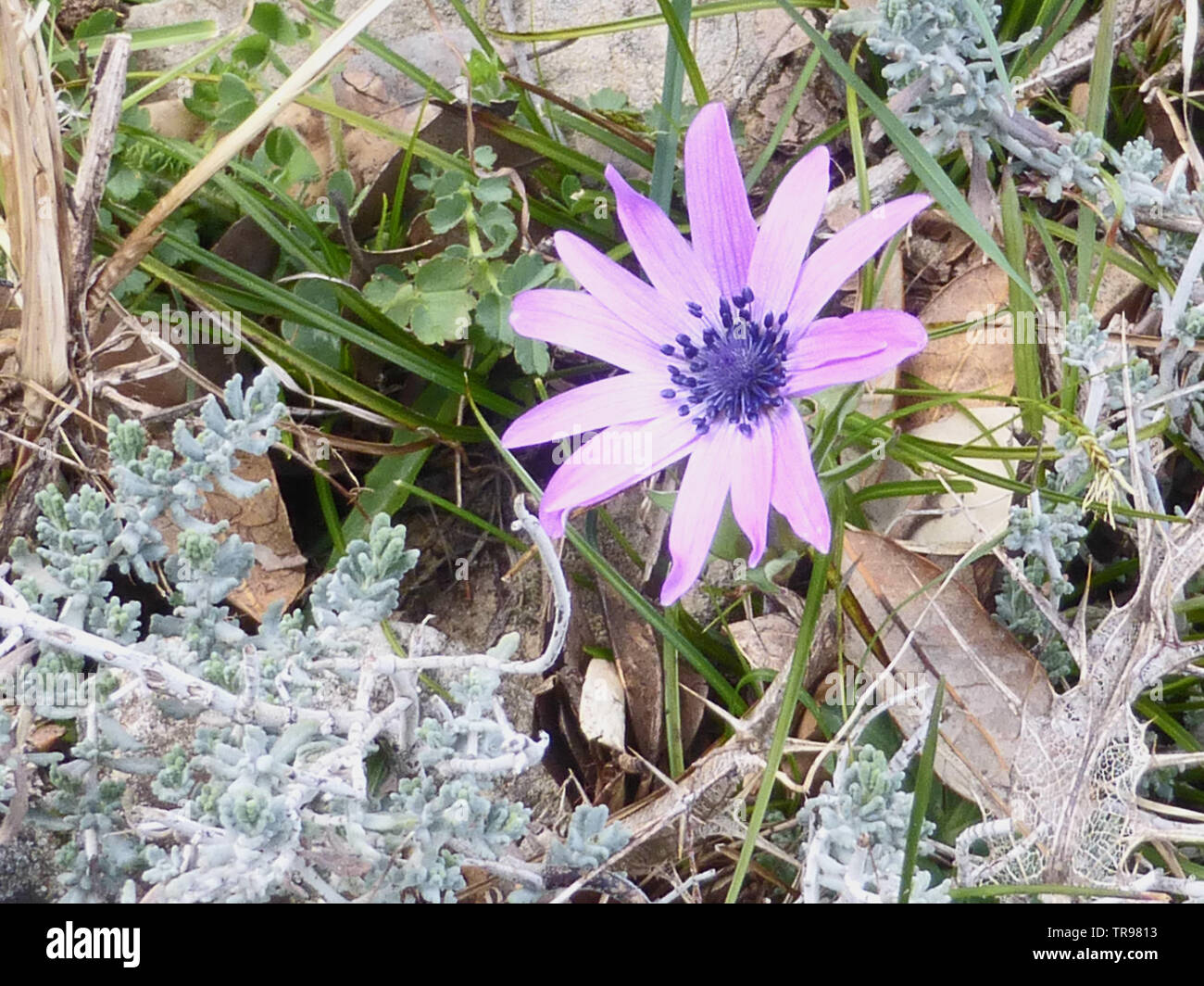 Viola chiaro Anemone Hortensis cresce in Sardegna Foto Stock