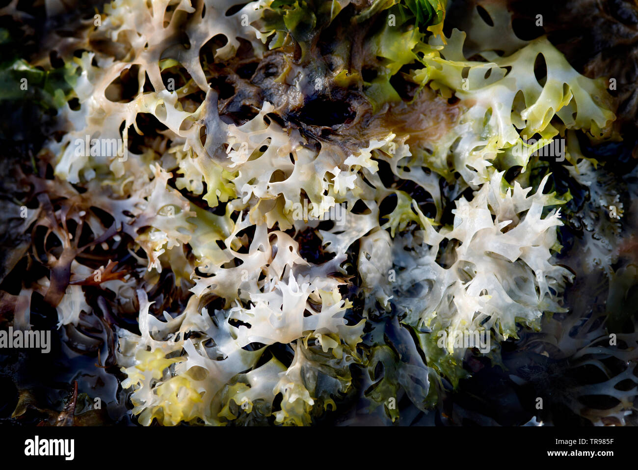 Le alghe con la bassa marea sulla spiaggia a Portland, Dorset, Regno Unito Foto Stock