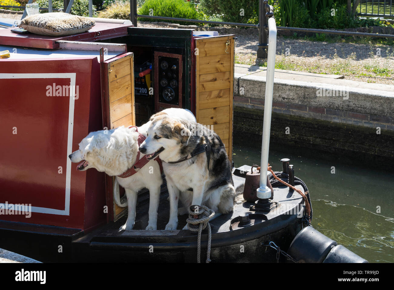 Due cani sulla barca stretta a esche Bite bloccare Milton 2019 Foto Stock