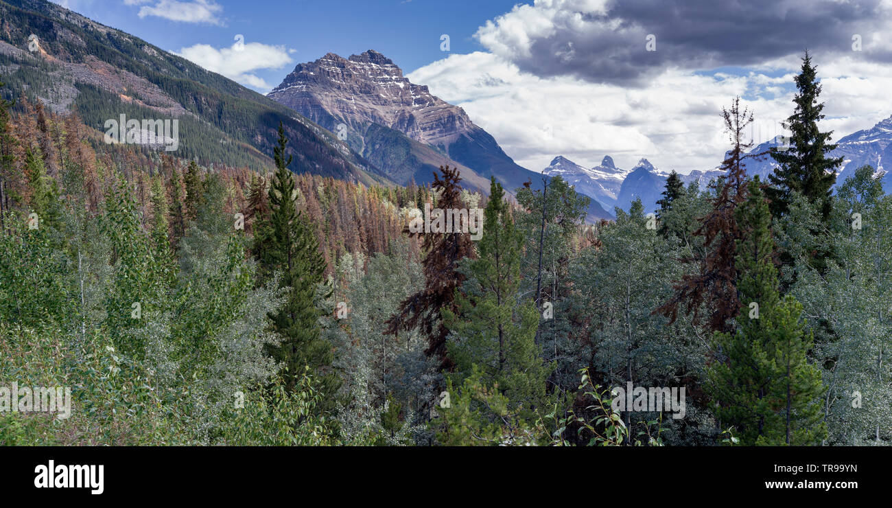 Foresta con mountain in background, Canadian Rockies, Icefields Parkway, Jasper, Alberta, Canada Foto Stock