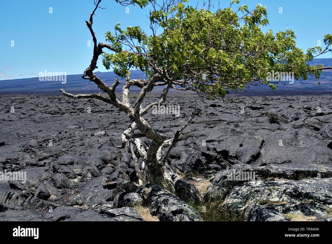 Incredibili campi di lava in tra il Mauna Kea e Mauna Loa vulcani sulla Big Island delle Hawaii, privo di vita tranne alcuni rari casi Foto Stock