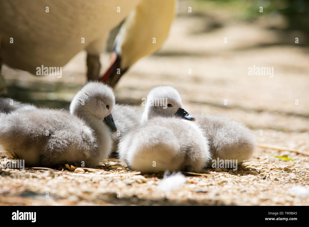Cigno cygnets Foto Stock