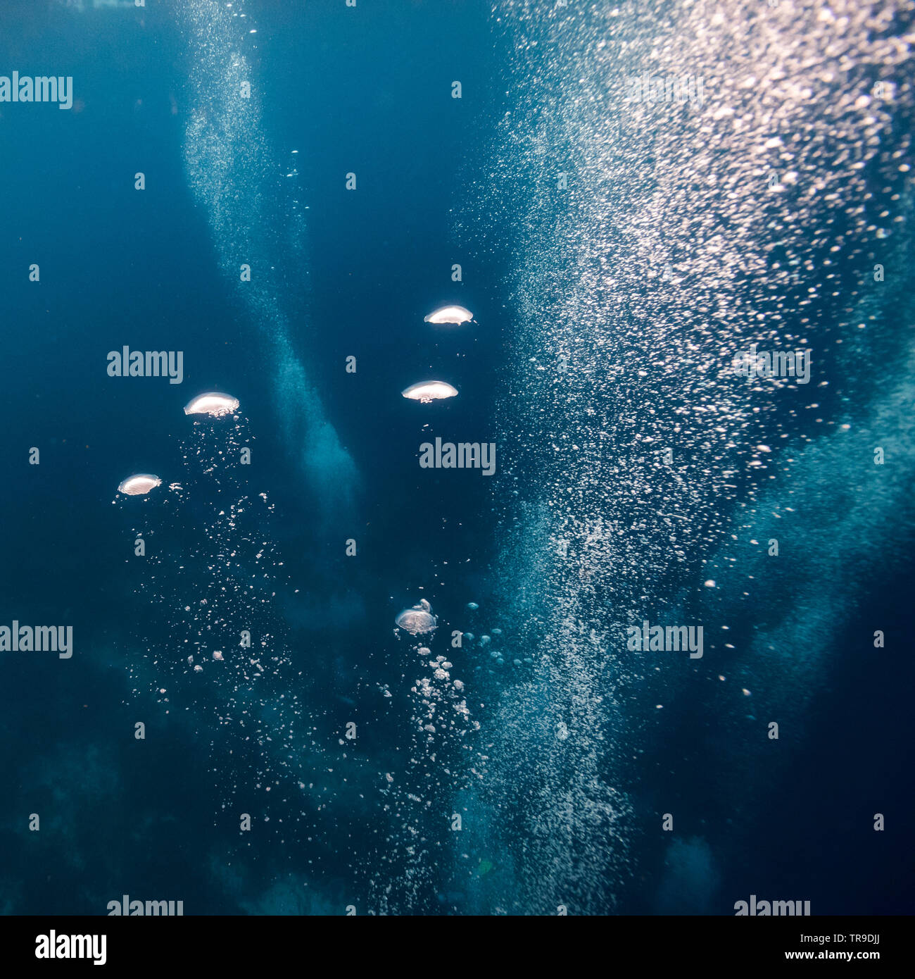 Meduse subacquea, il Belize Barrier Reef, Belize Foto Stock