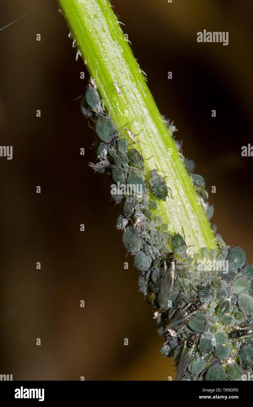 Un sacco di afidi su un ramo di sambuco Foto Stock