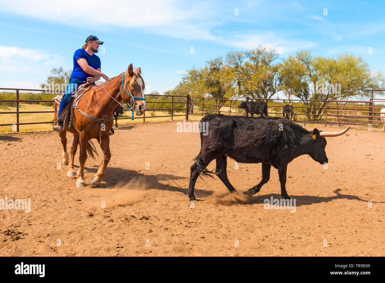 Ordinamento del bestiame a White Stallion Ranch, un dude ranch appena fuori Tucson, AZ. Un team di due piloti tenta, un pilota in un momento, per pilotare un manzo da o Foto Stock