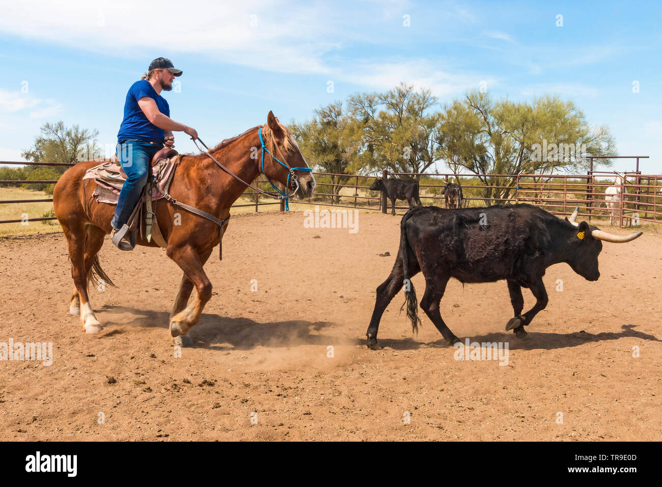 Ordinamento del bestiame a White Stallion Ranch, un dude ranch appena fuori Tucson, AZ. Un team di due piloti tenta, un pilota in un momento, per pilotare un manzo da o Foto Stock