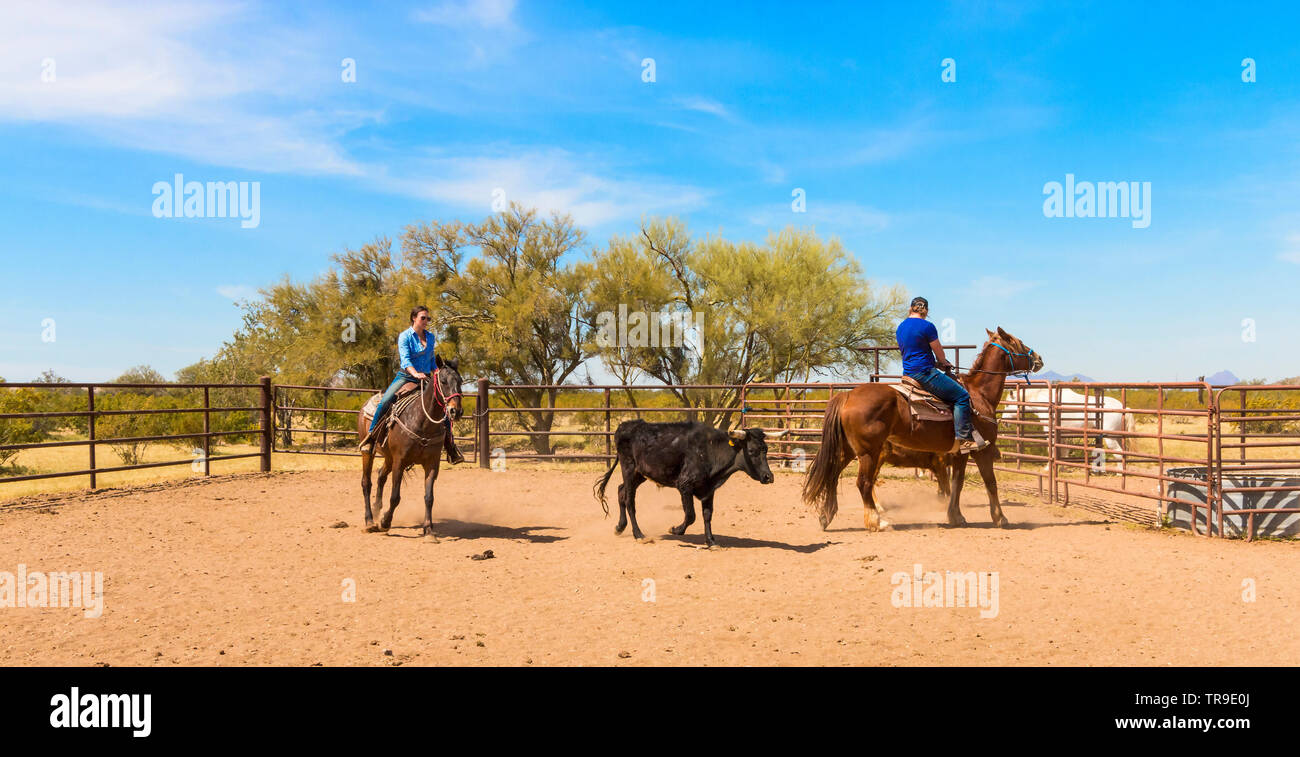 Ordinamento del bestiame a White Stallion Ranch, un dude ranch appena fuori Tucson, AZ. Un team di due piloti tenta, un pilota in un momento, per pilotare un manzo da o Foto Stock