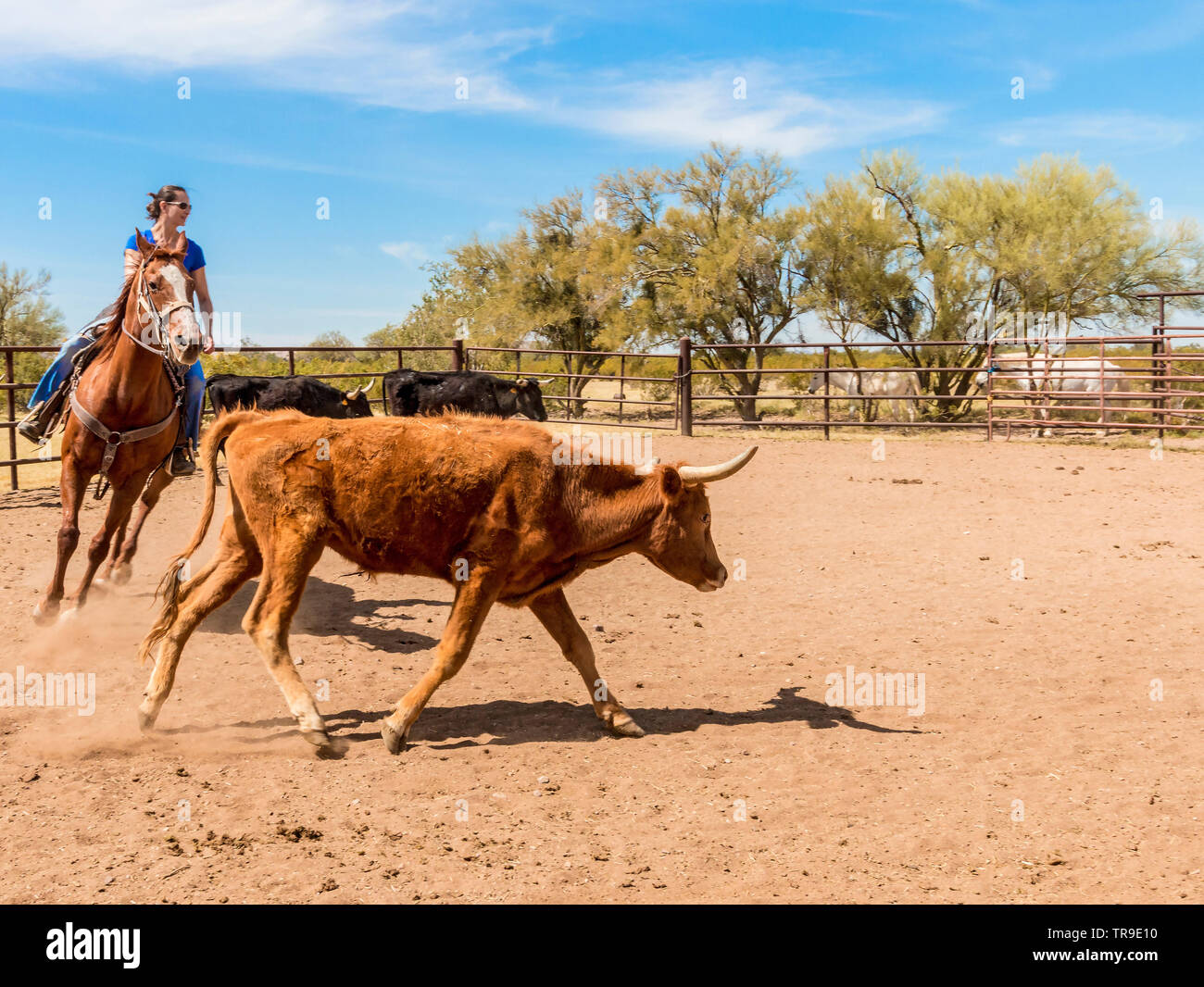 Ordinamento del bestiame a White Stallion Ranch, un dude ranch appena fuori Tucson, AZ. Un team di due piloti tenta, un pilota in un momento, per pilotare un manzo da o Foto Stock