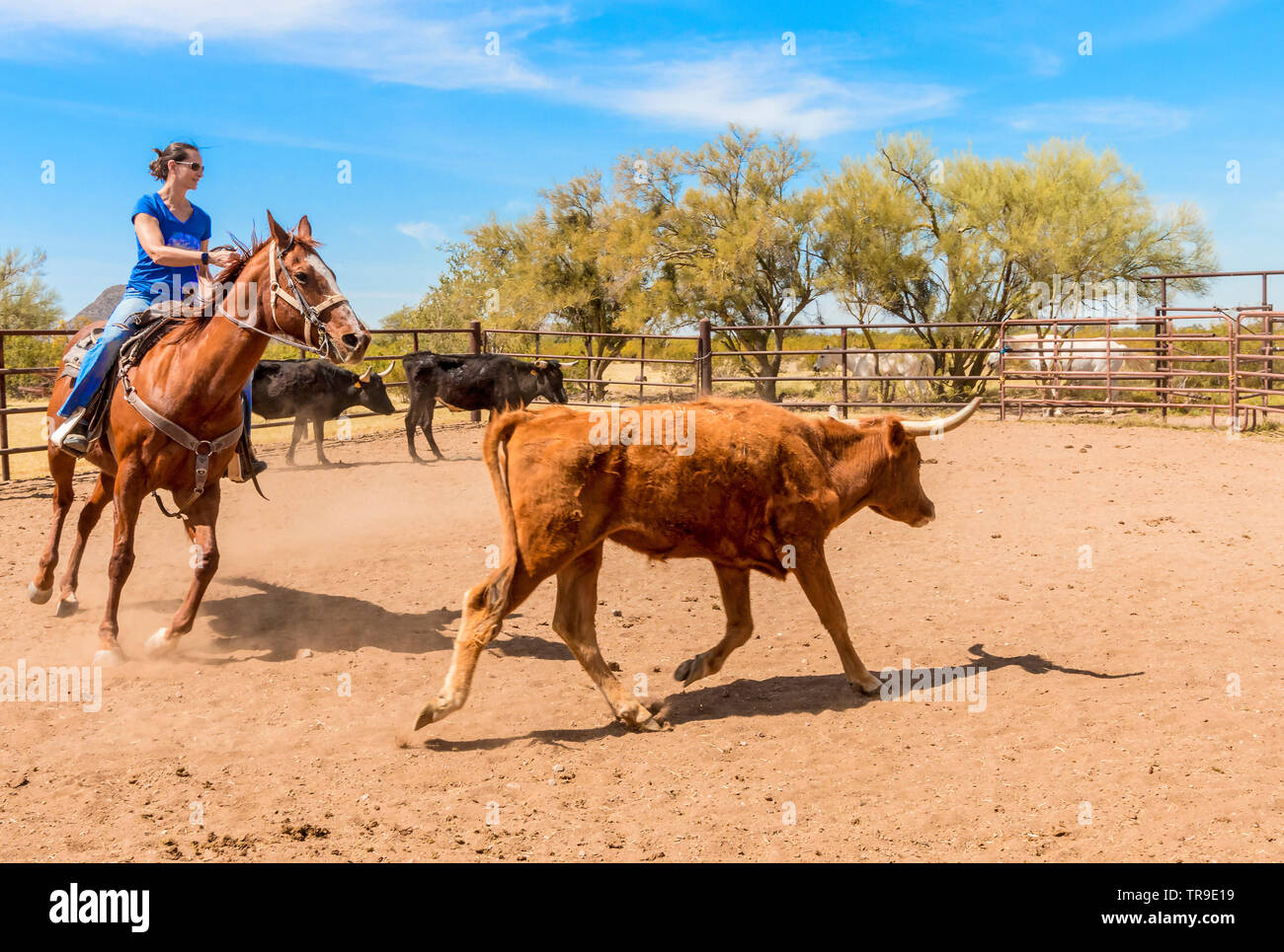 Ordinamento del bestiame a White Stallion Ranch, un dude ranch appena fuori Tucson, AZ. Un team di due piloti tenta, un pilota in un momento, per pilotare un manzo da o Foto Stock