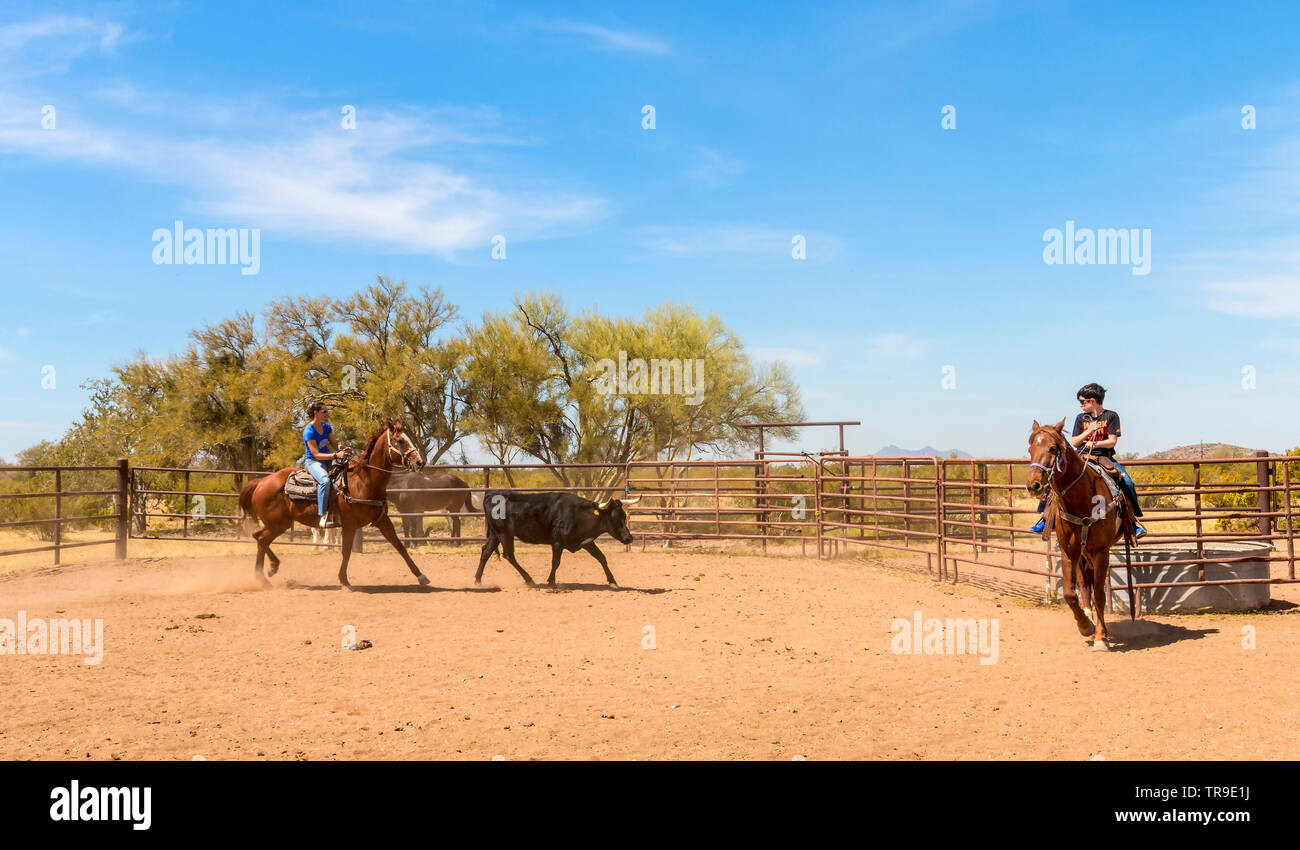 Ordinamento del bestiame a White Stallion Ranch, un dude ranch appena fuori Tucson, AZ. Un team di due piloti tenta, un pilota in un momento, per pilotare un manzo da o Foto Stock