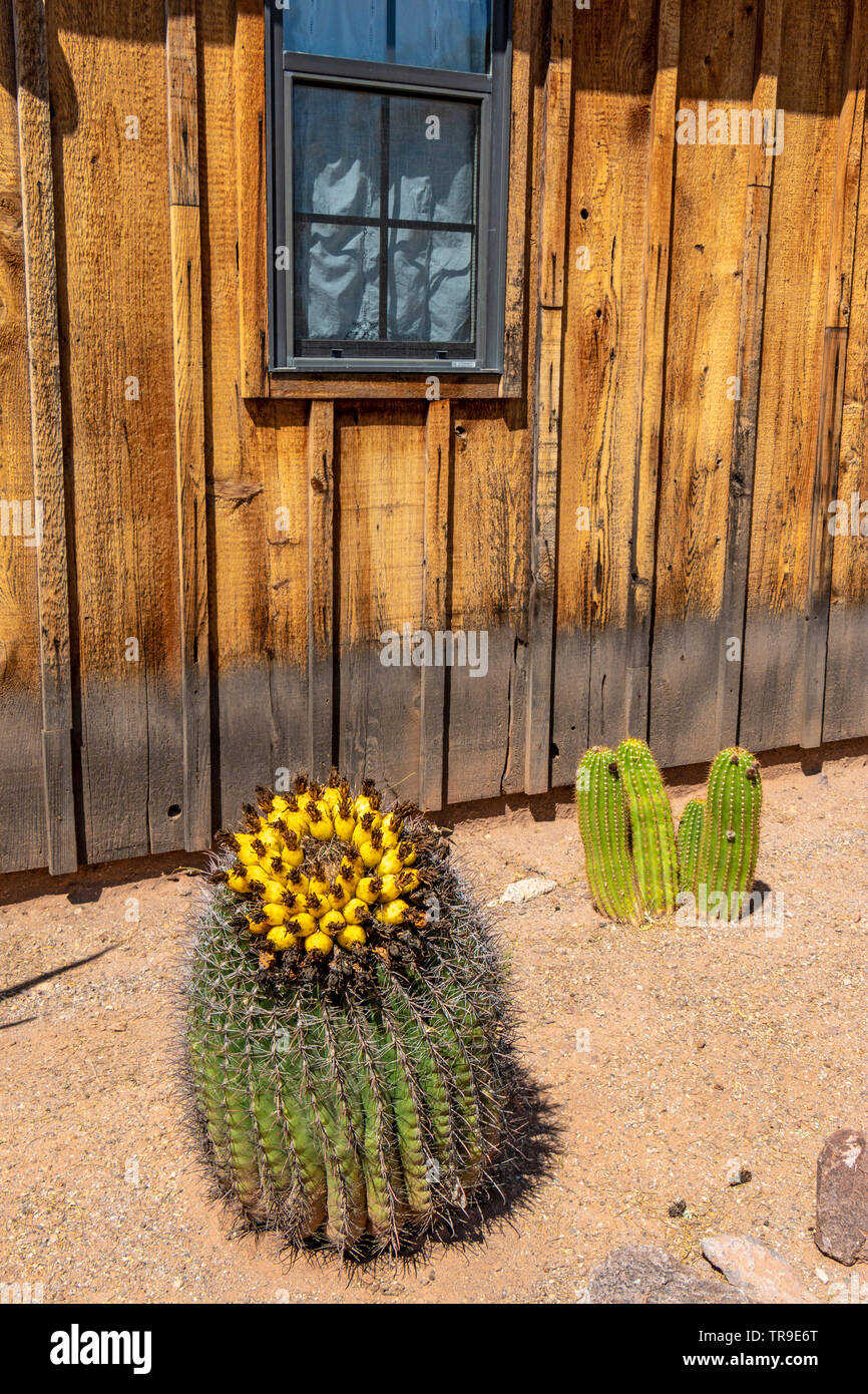 Canna Fishhook cactus, chiamato anche Arizona barrel cactus, candy barrel cactus e canna Southwestern cactus, è una specie di pianta flowering in Foto Stock