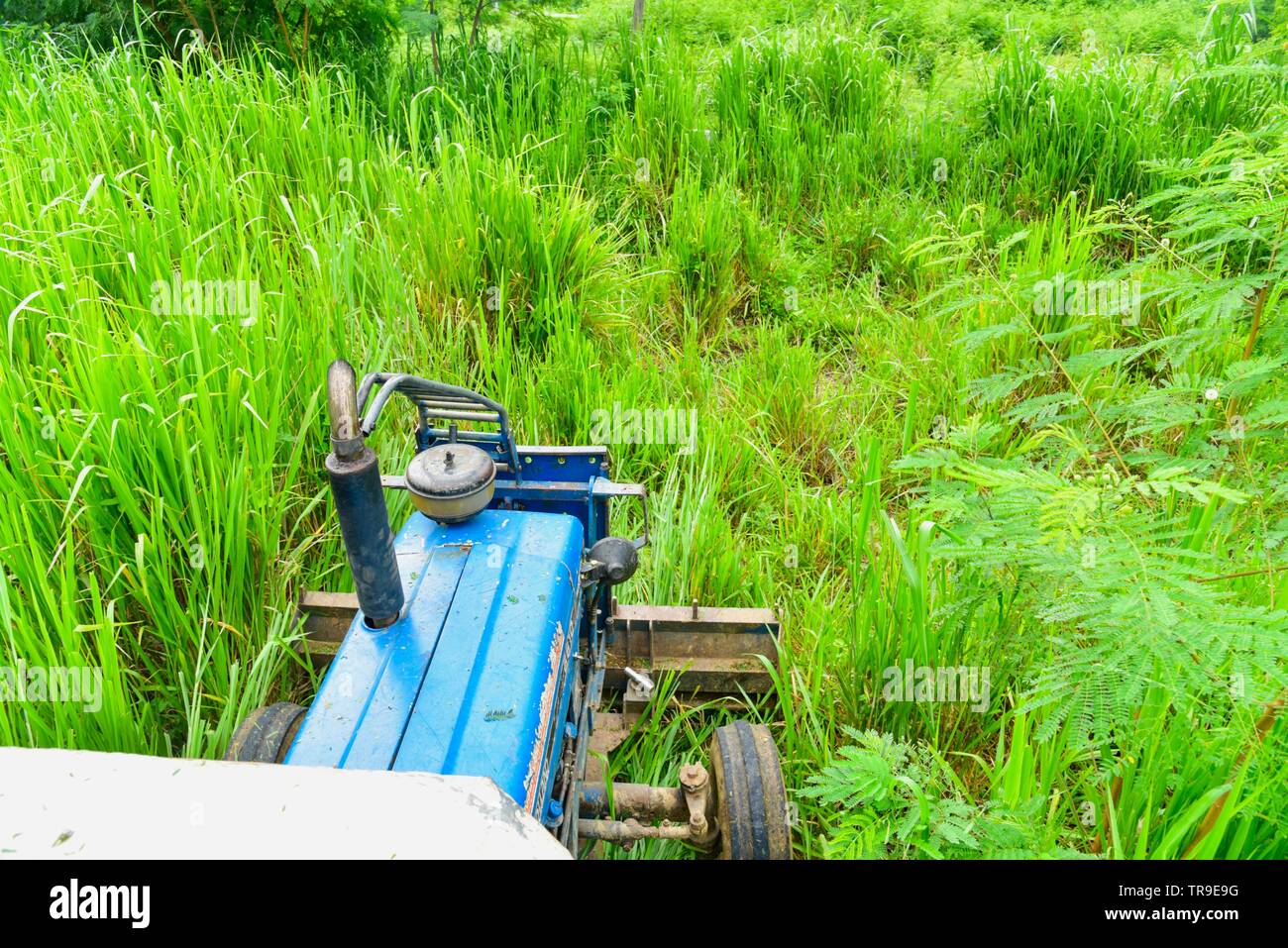 Il trattore di clearing piante sovradimensionate Foto Stock