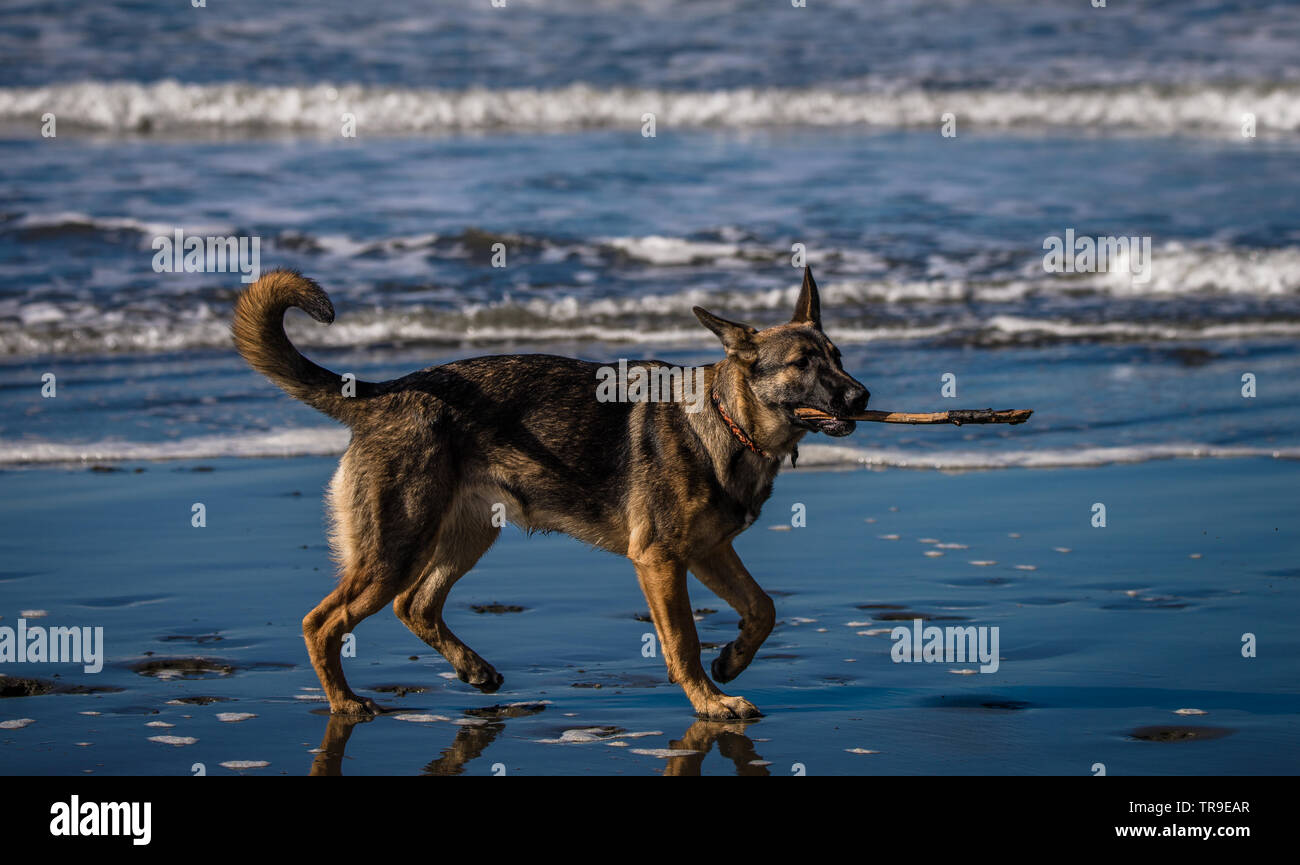 Z %G Foto Stock