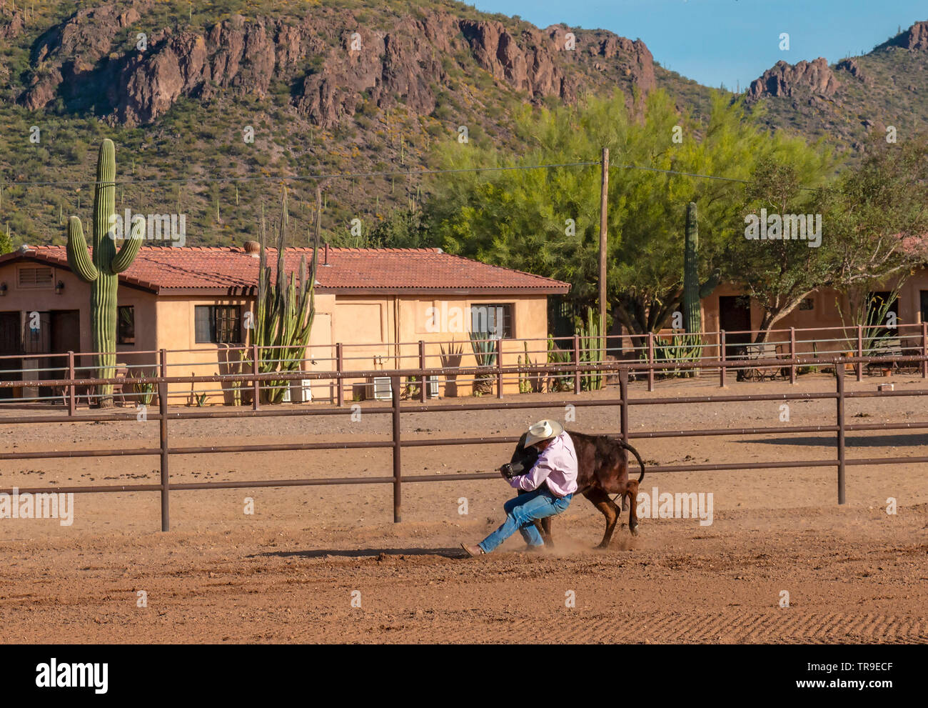Rodeo settimanale a White Stallion Ranch, un dude ranch al di fuori di Tucson, AZ. Qui uno degli allevatori è bulldogging, chiamato anche sterzare wrestling, dove a h Foto Stock