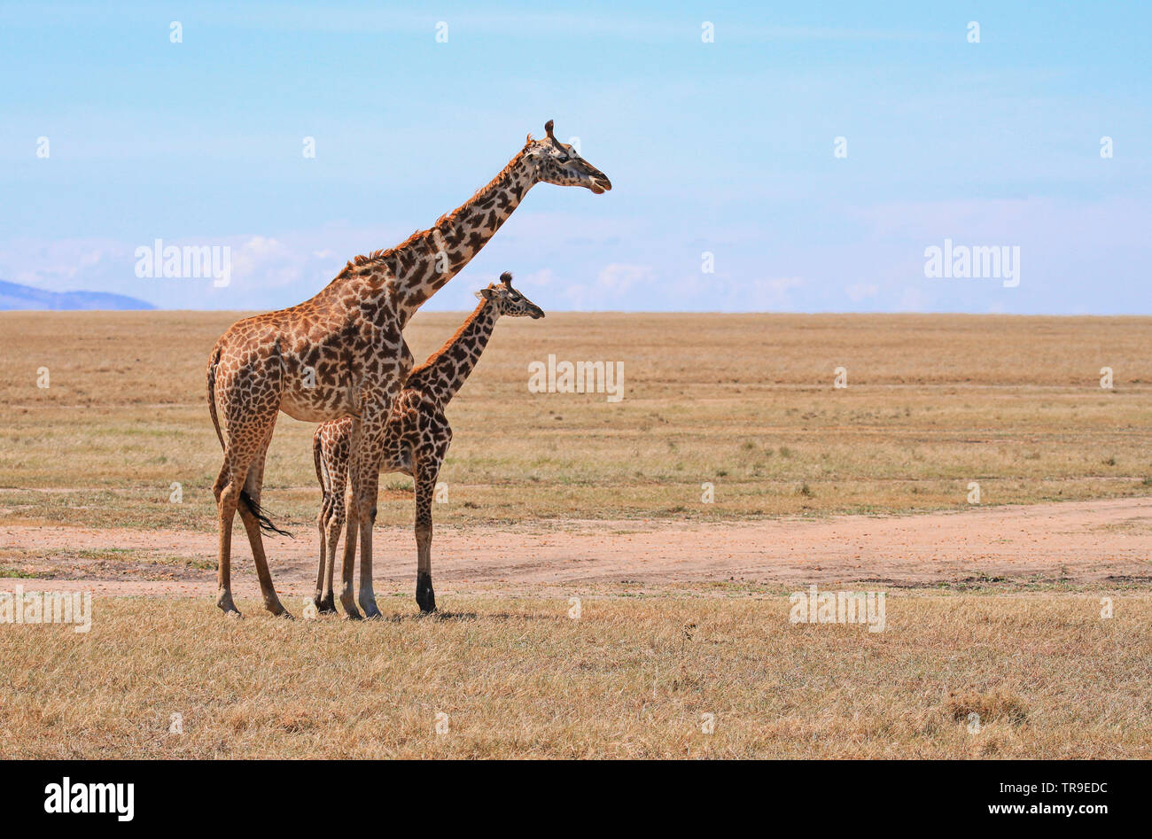 Masai Maasai Giraffe Giraffa camelopardalis tippelskirchii madre e vitello Masai Mara riserva nazionale del Kenya Africa Orientale. Spazio copia African Safari Foto Stock