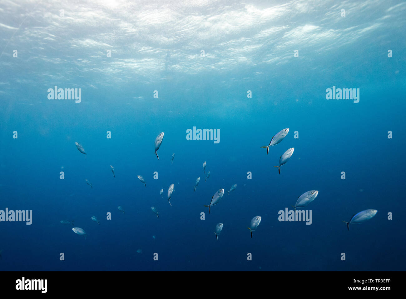 Pesce subacquea, il Belize Barrier Reef, Belize Foto Stock