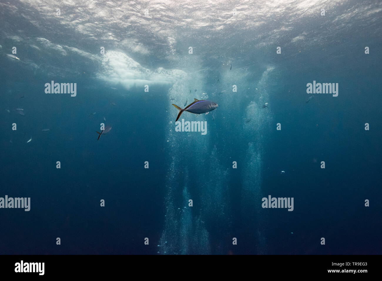 Pesce subacquea, Turneffe Atoll, Belize Barrier Reef, Belize Foto Stock